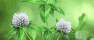 clover lenormand