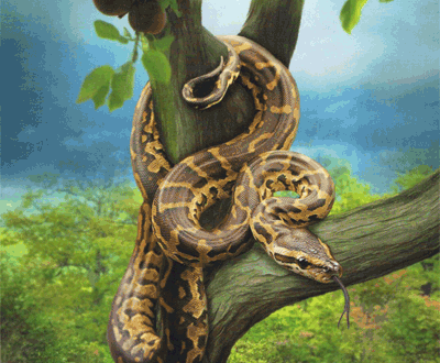snake lenormand
