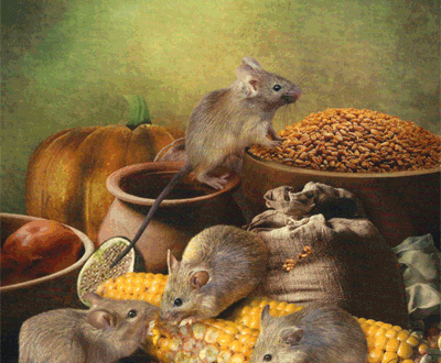 Mice rats lenormand cards foto