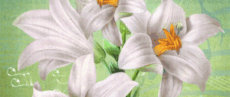 lily lenormand