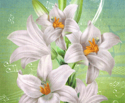 lily lenormand