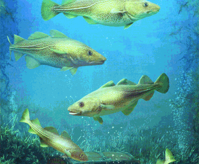 33 fish lenormand
